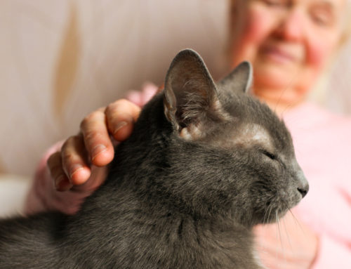 How a Companion Animal Can Help Seniors Stay Independent and Active