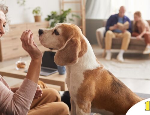 Pawsitive Impact: How Dogs Enhance Senior Well-being